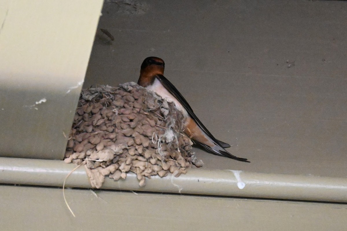 Barn Swallow - ML619659258