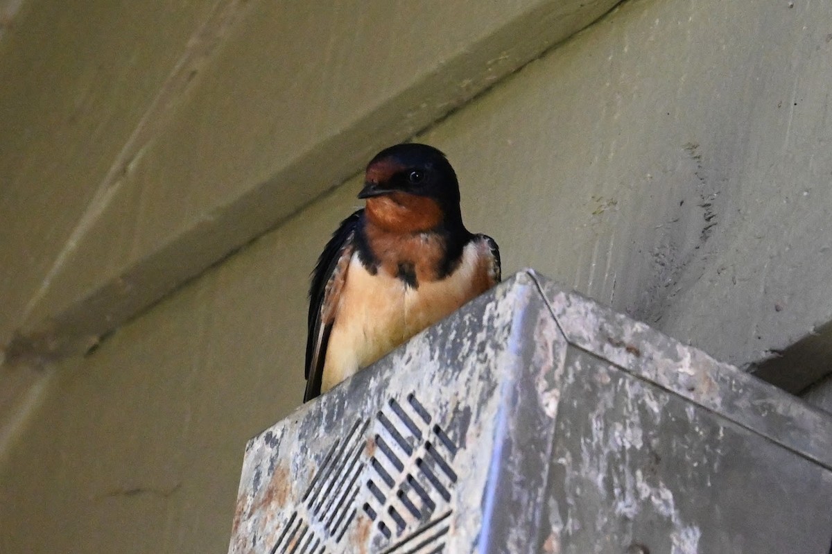 Barn Swallow - ML619659260