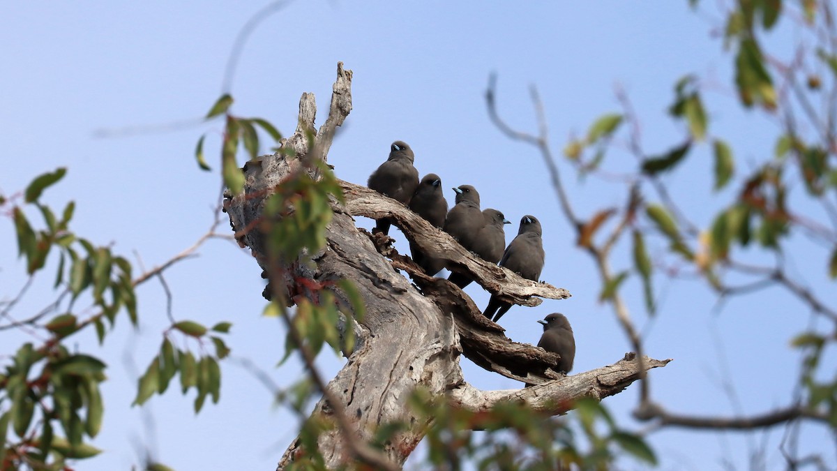 Dusky Woodswallow - ML619659276