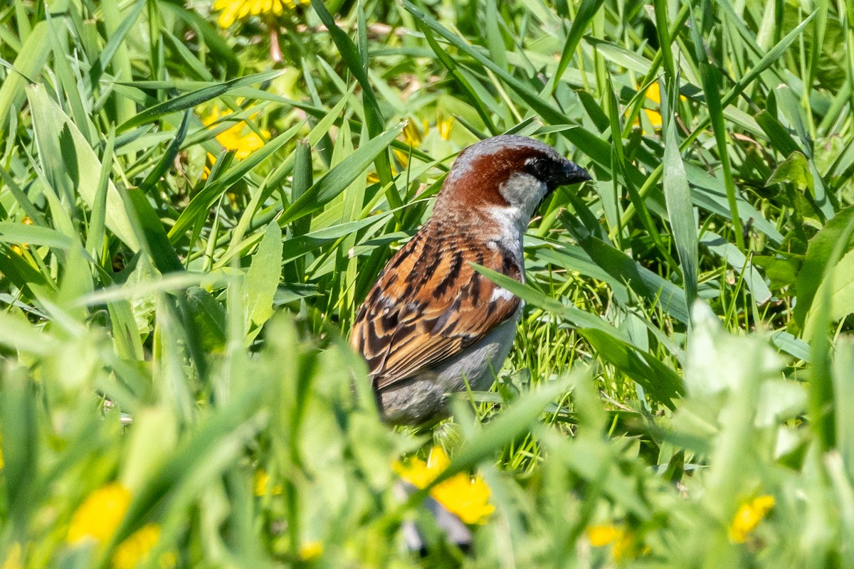 House Sparrow - KIRK BELLER