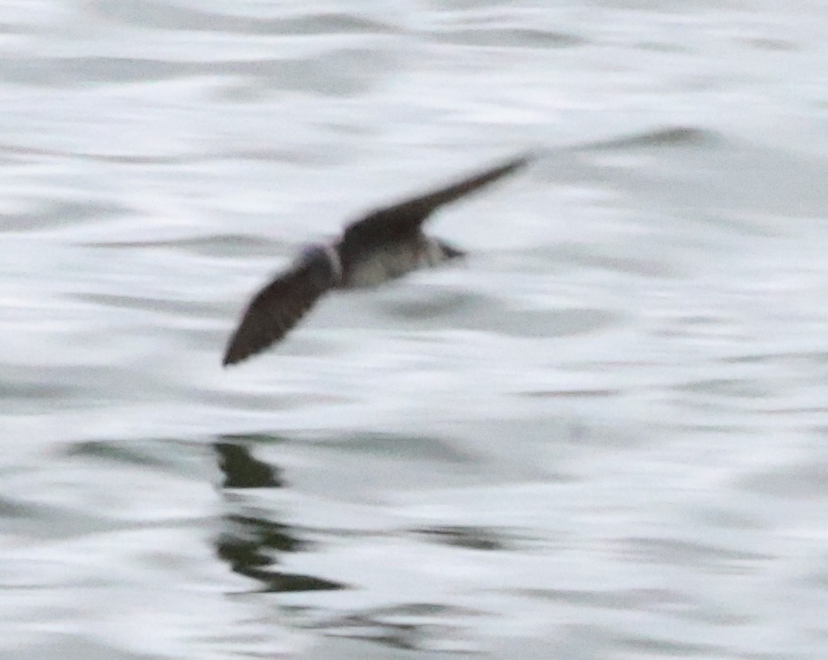 Purple Martin - Jody  Wells