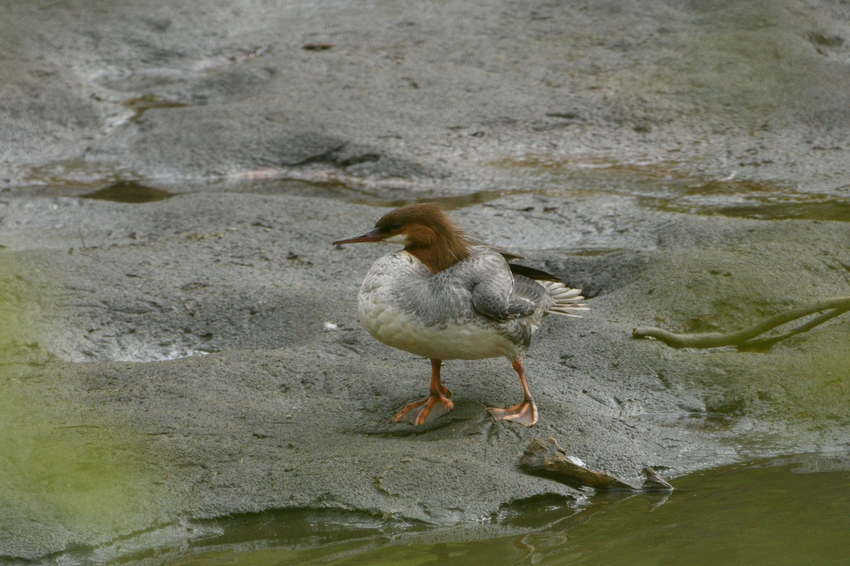 Common Merganser - Jeremiah Fisher