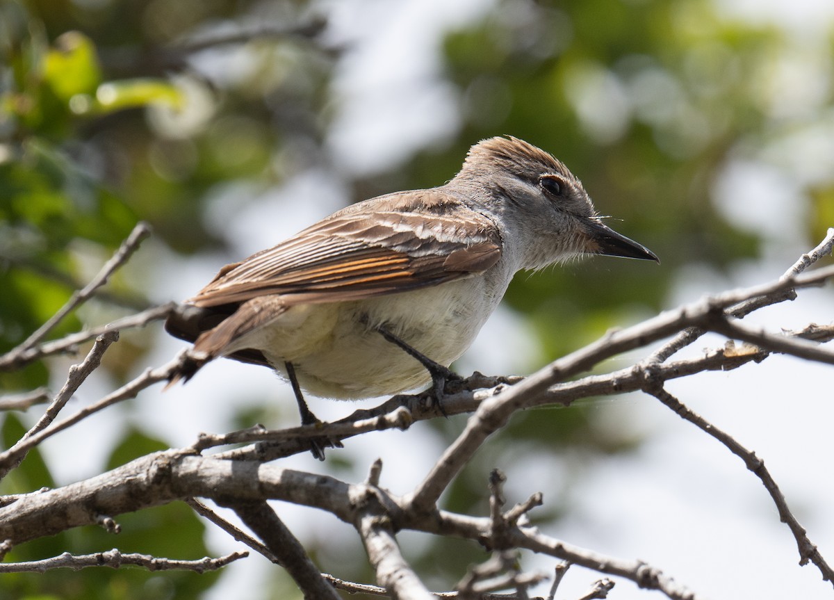 Ash-throated Flycatcher - Colin McGregor