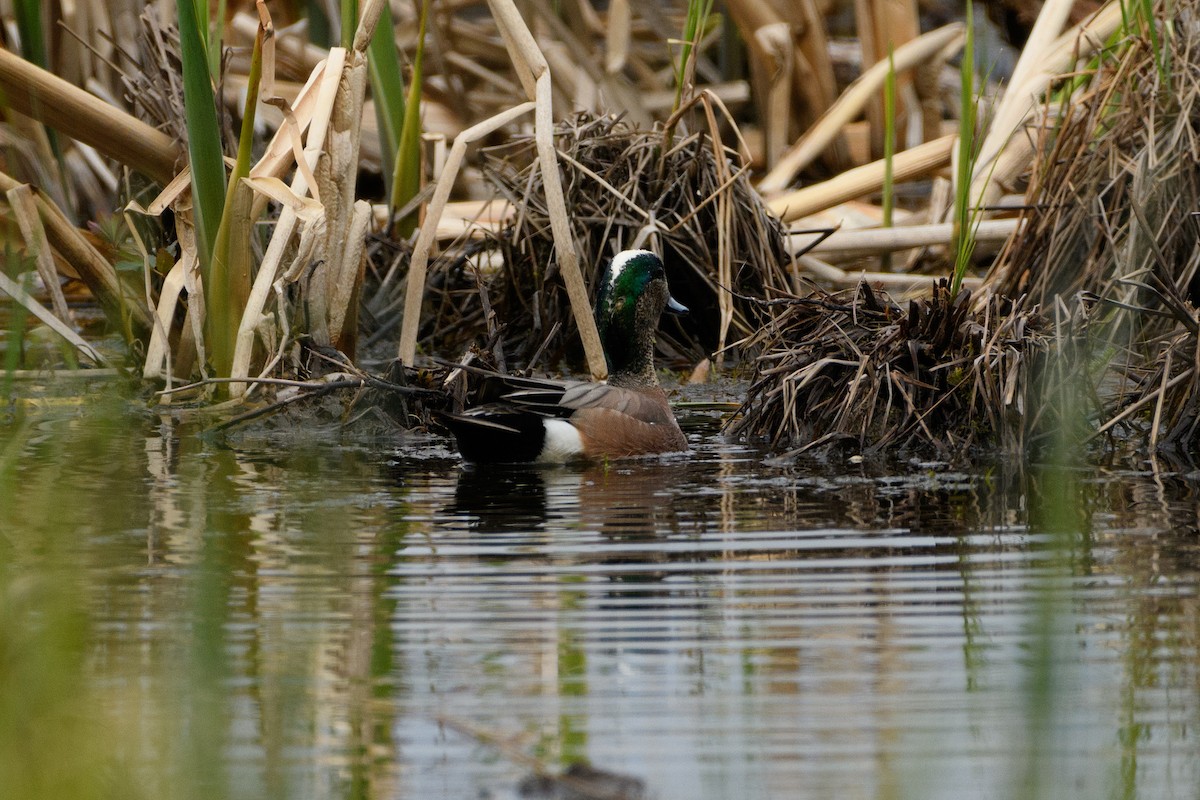 American Wigeon - Jeremiah Fisher