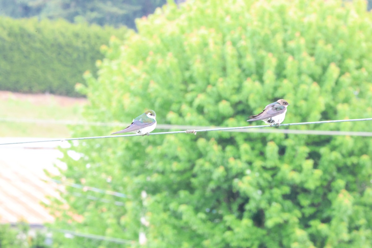 Violet-green Swallow - Jody  Wells