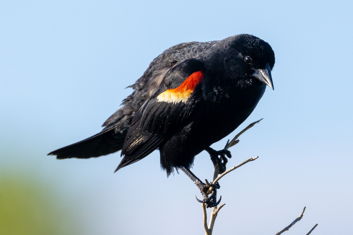 Red-winged Blackbird - KIRK BELLER