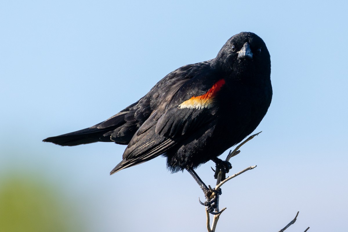 Red-winged Blackbird - KIRK BELLER