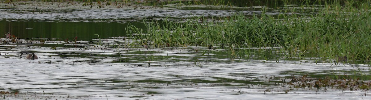 Blue-winged Teal - Jody  Wells