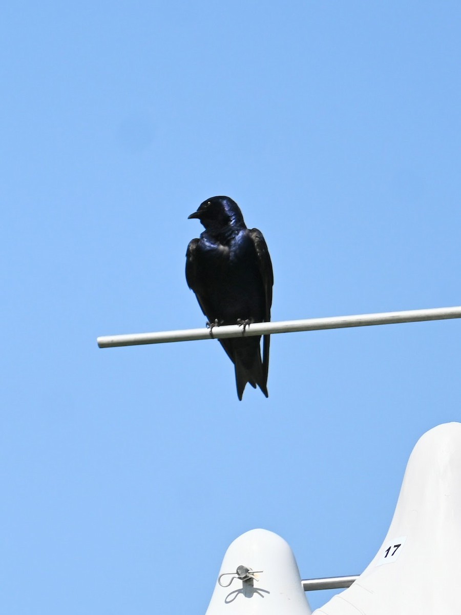 Purple Martin - ML619659297