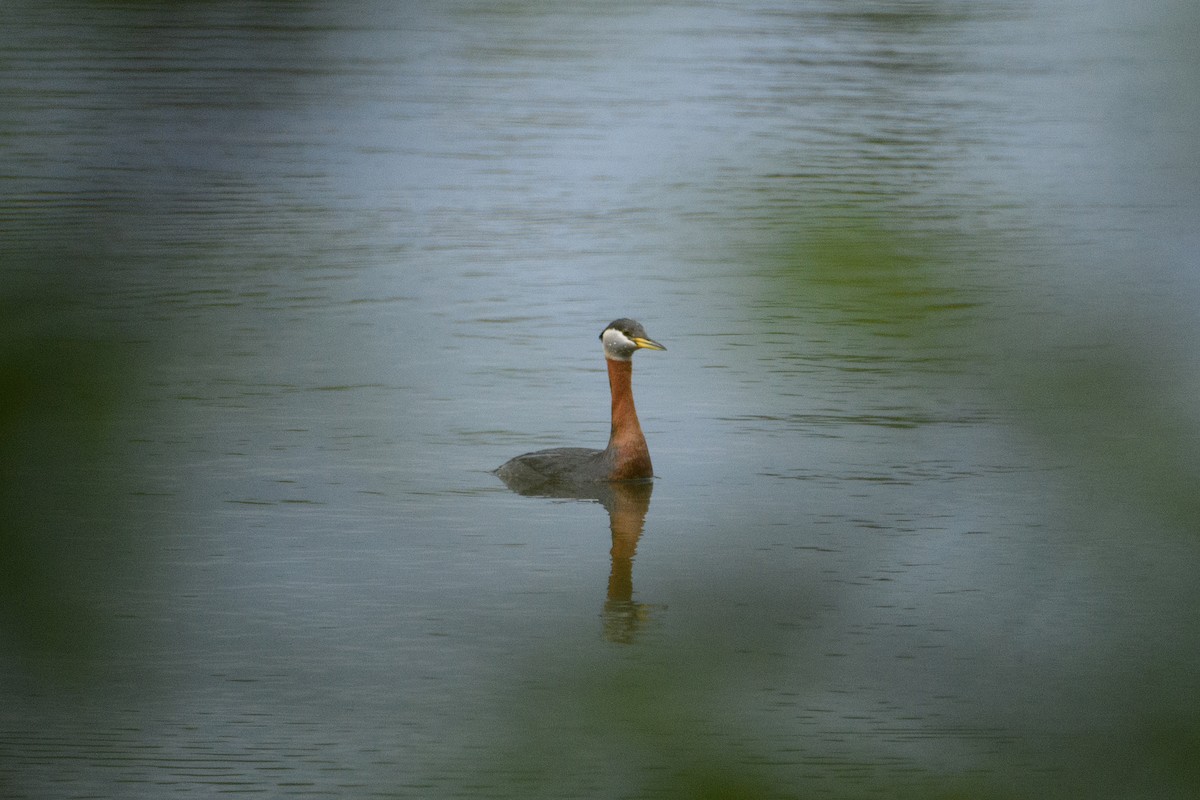 Red-necked Grebe - Jeremiah Fisher