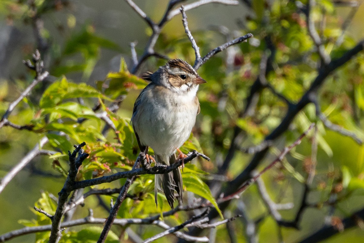 Clay-colored Sparrow - KIRK BELLER