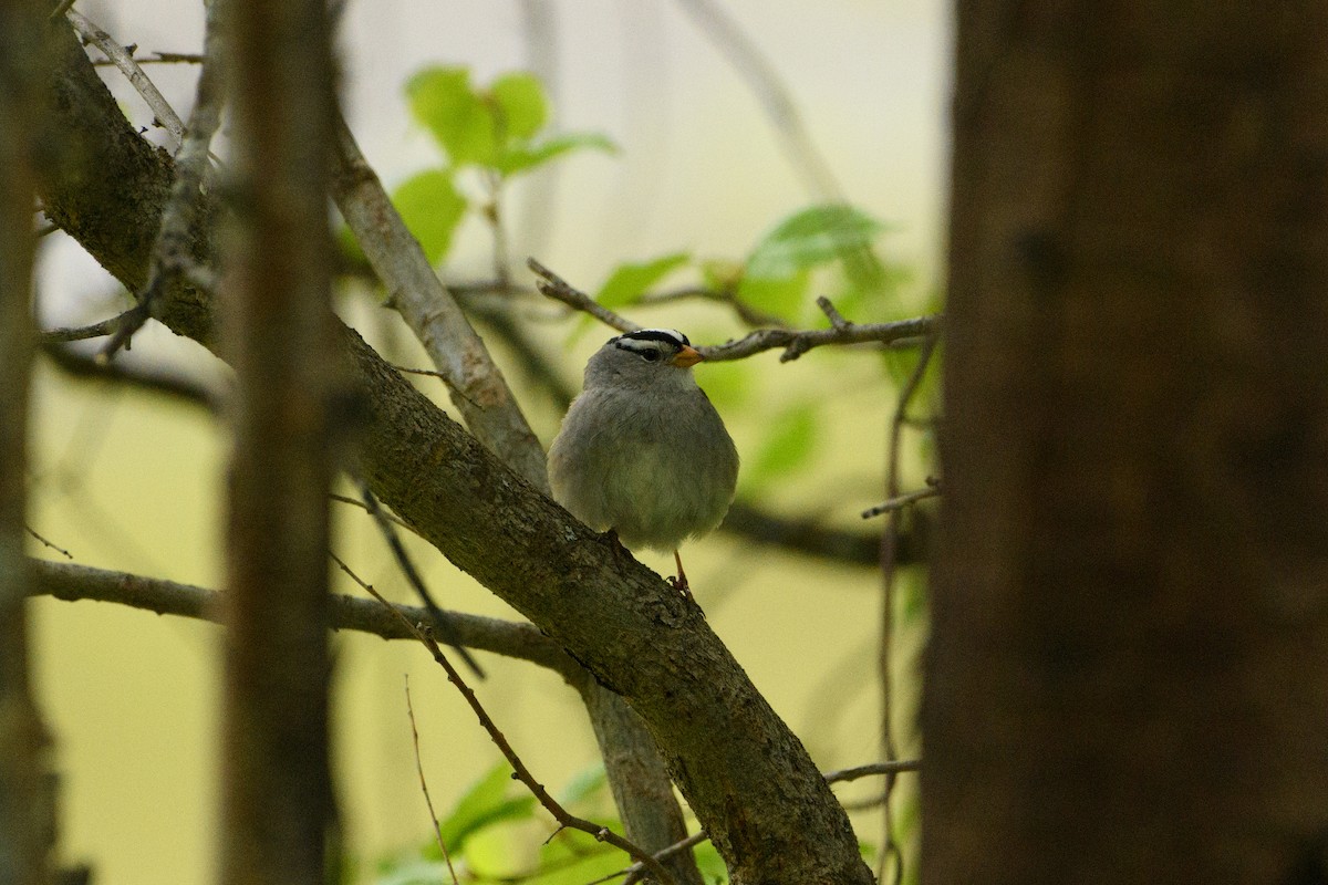 White-crowned Sparrow - ML619659302