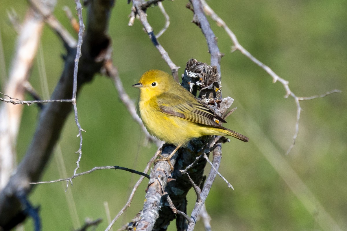 Yellow Warbler - KIRK BELLER