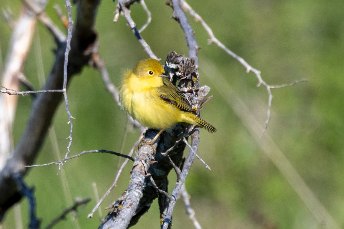 Yellow Warbler - KIRK BELLER