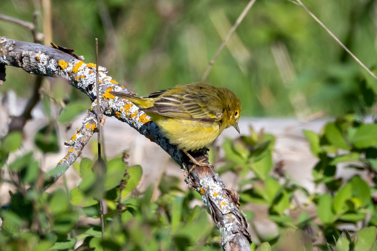 Yellow Warbler - KIRK BELLER