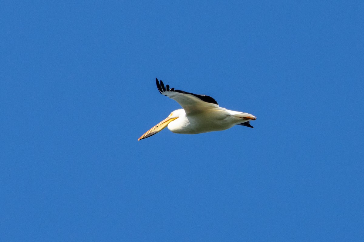 American White Pelican - KIRK BELLER