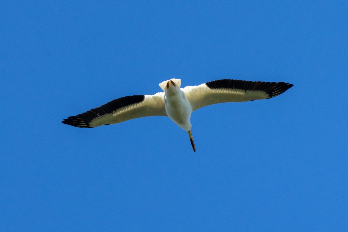 American White Pelican - KIRK BELLER