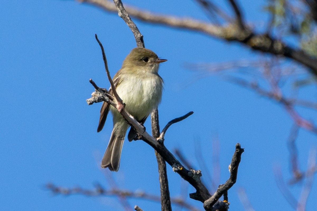 Least Flycatcher - KIRK BELLER