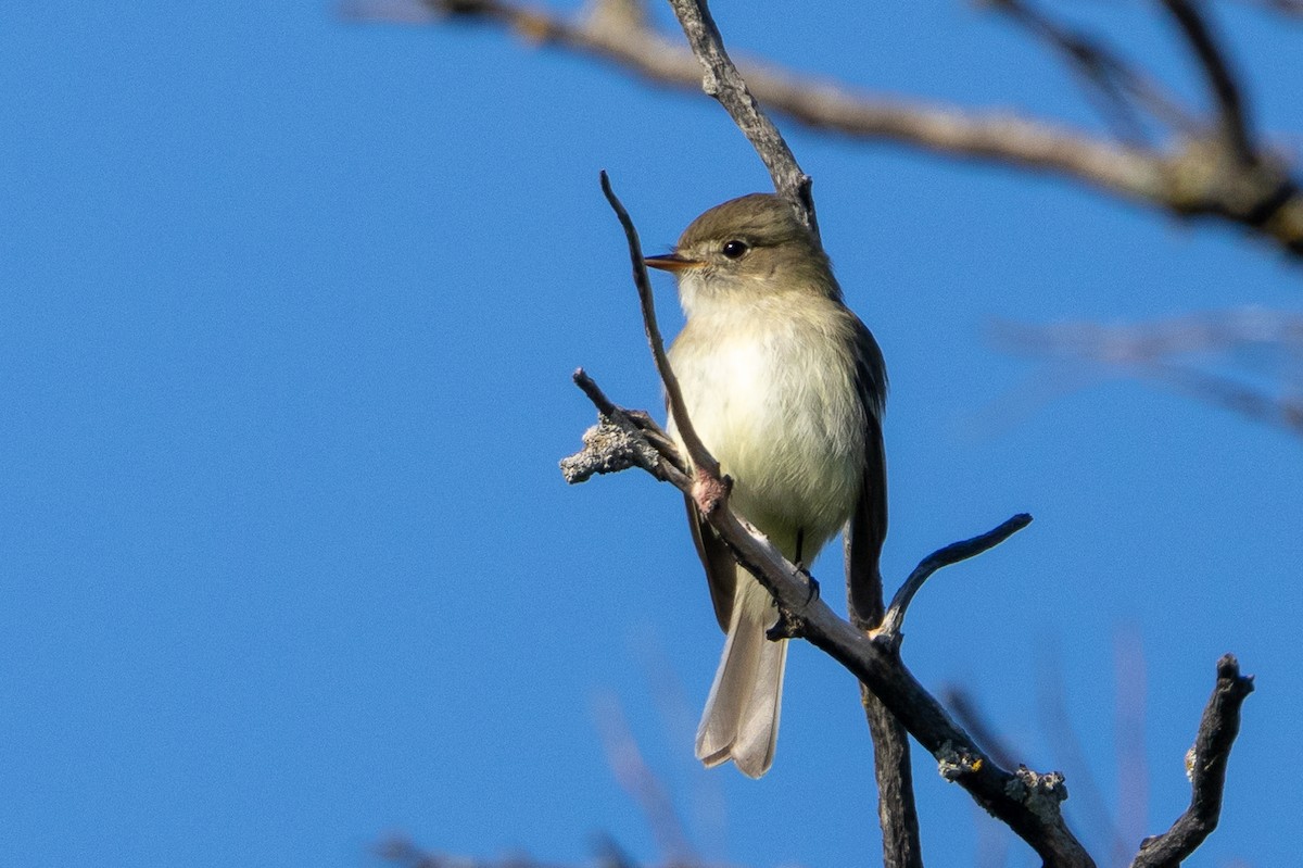 Least Flycatcher - KIRK BELLER