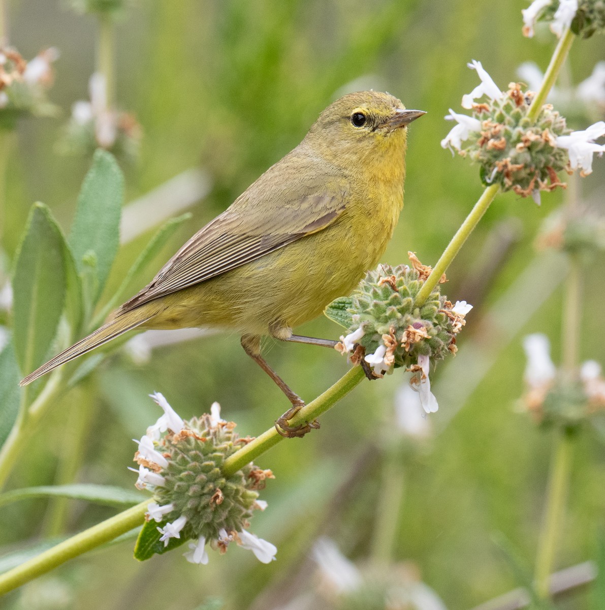 Orange-crowned Warbler - Colin McGregor