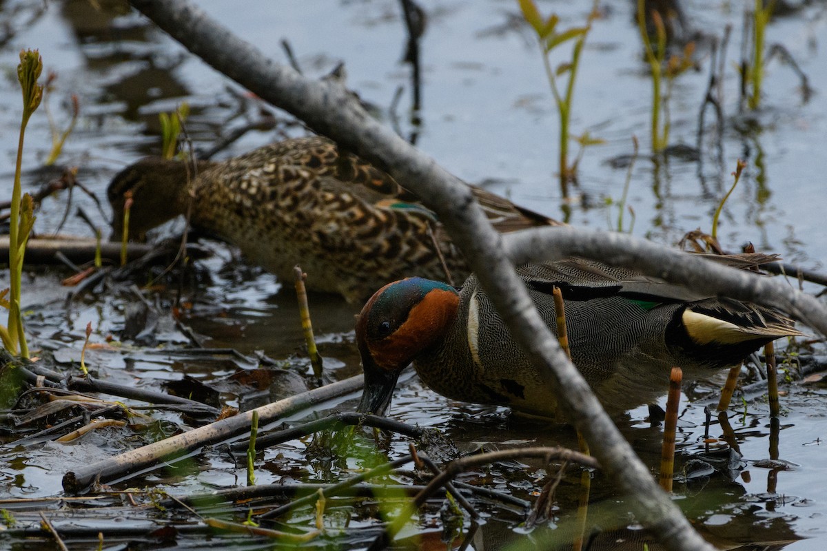 Green-winged Teal - ML619659331