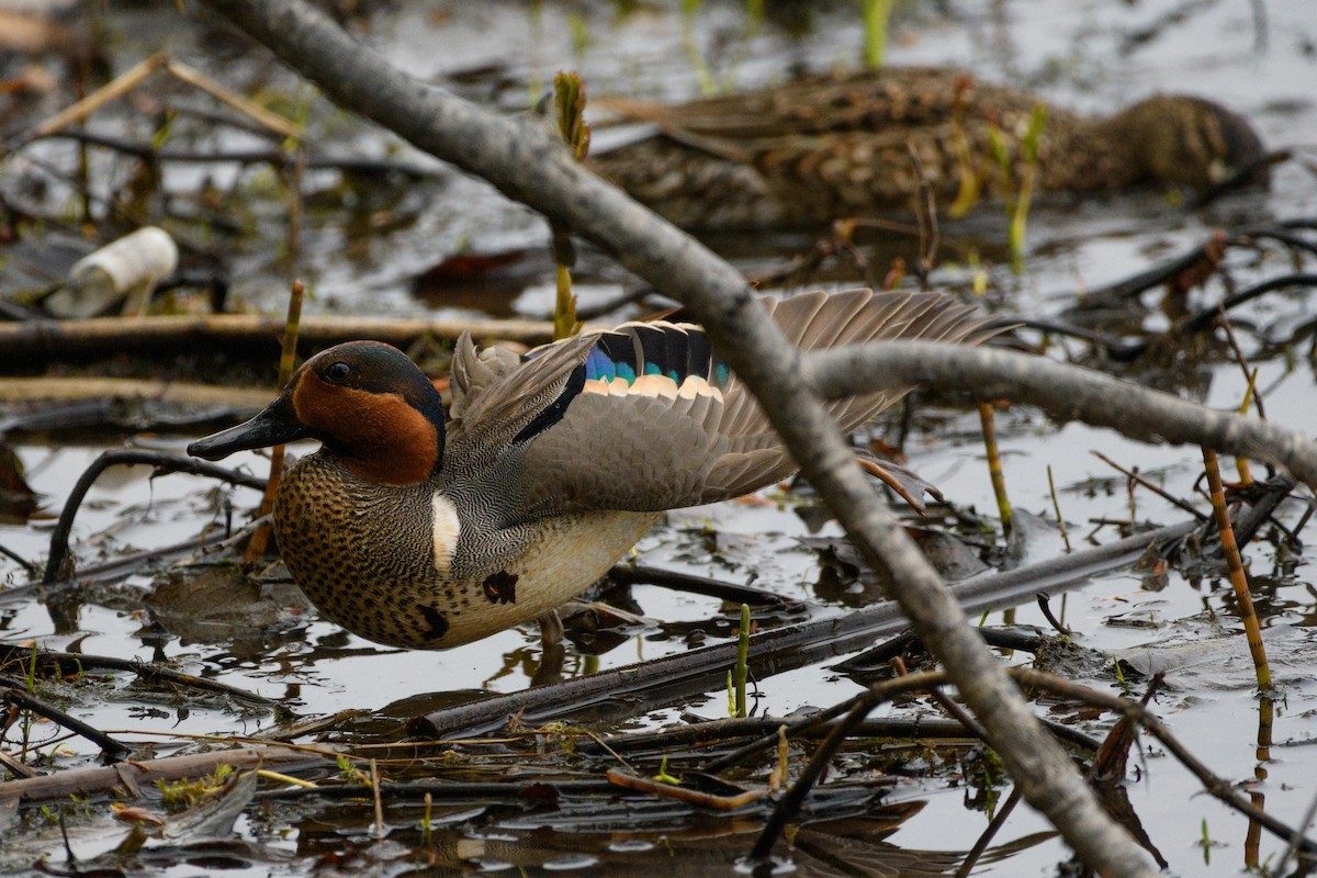 Green-winged Teal - Jeremiah Fisher