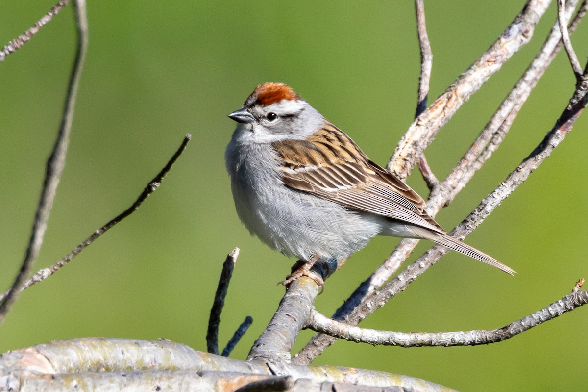 Chipping Sparrow - KIRK BELLER