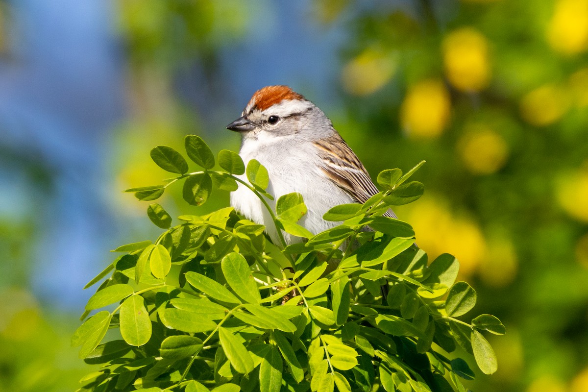 Chipping Sparrow - KIRK BELLER