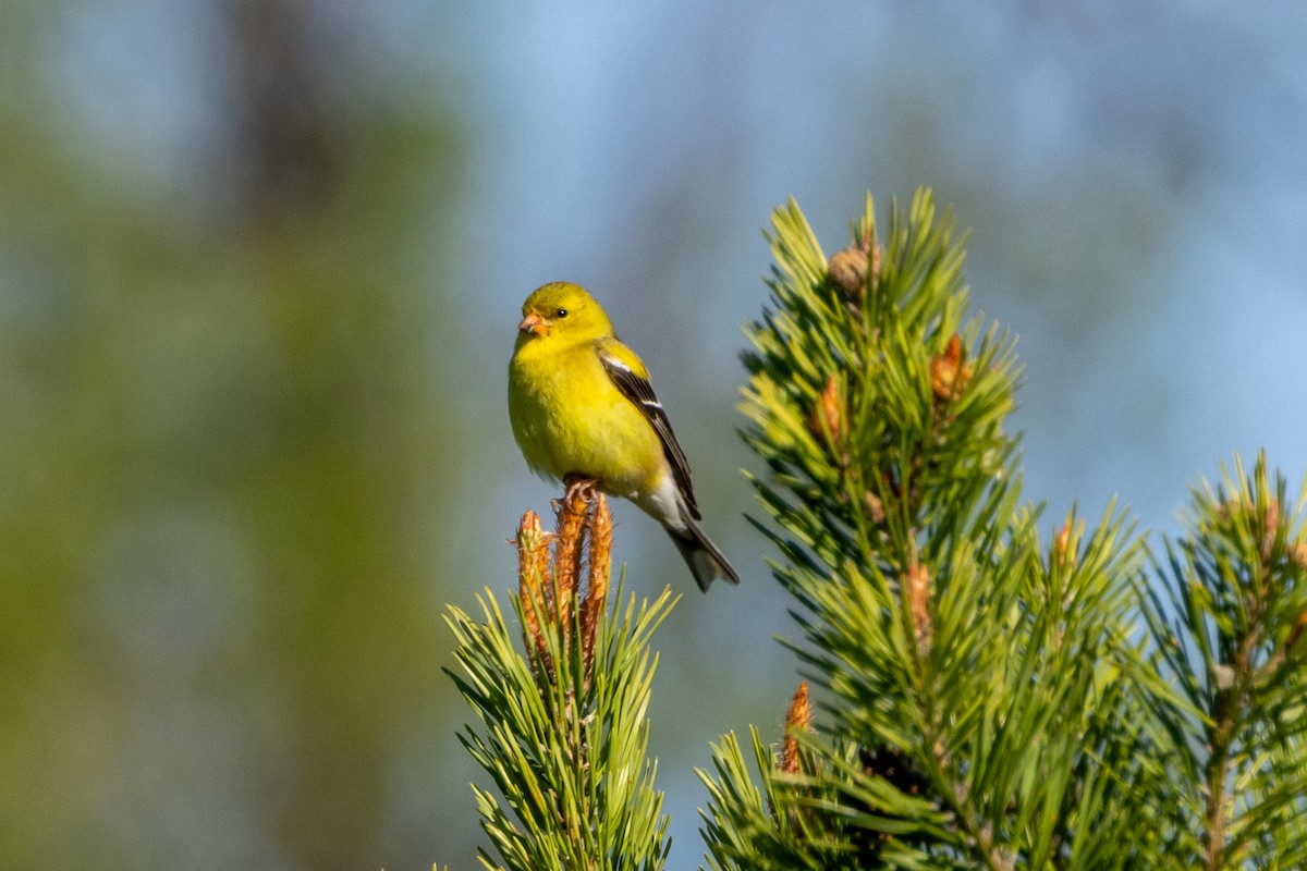 American Goldfinch - KIRK BELLER