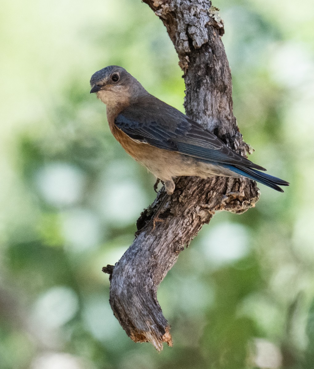 Western Bluebird - Colin McGregor