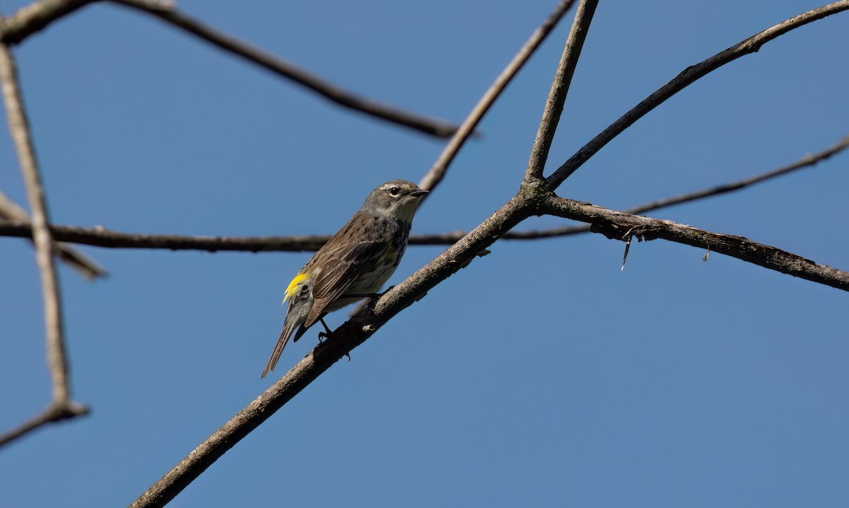 Yellow-rumped Warbler - Cristina Avila