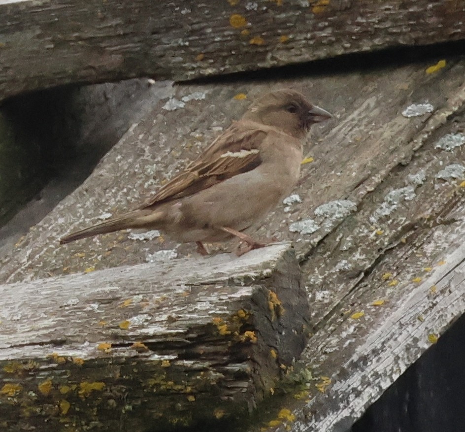 House Sparrow - Jody  Wells