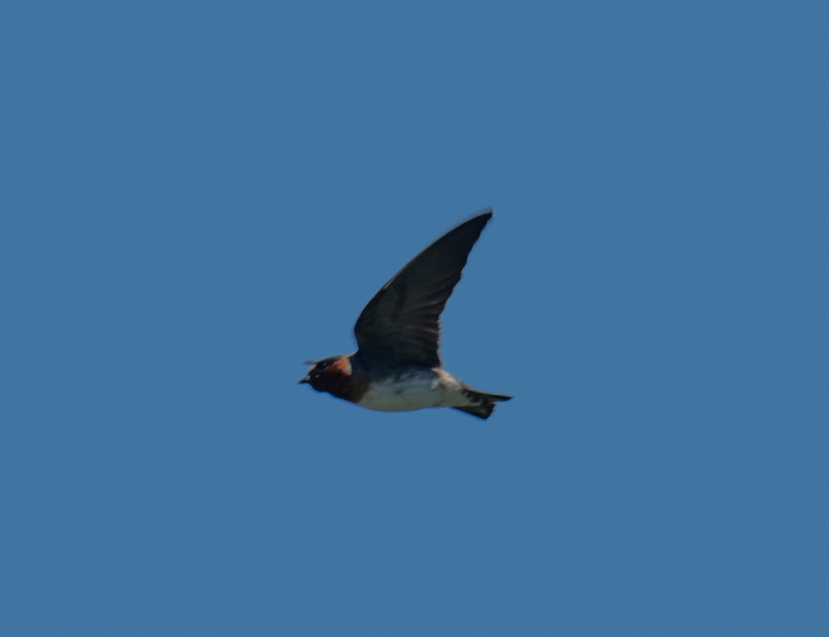 Cliff Swallow - Colin McGregor