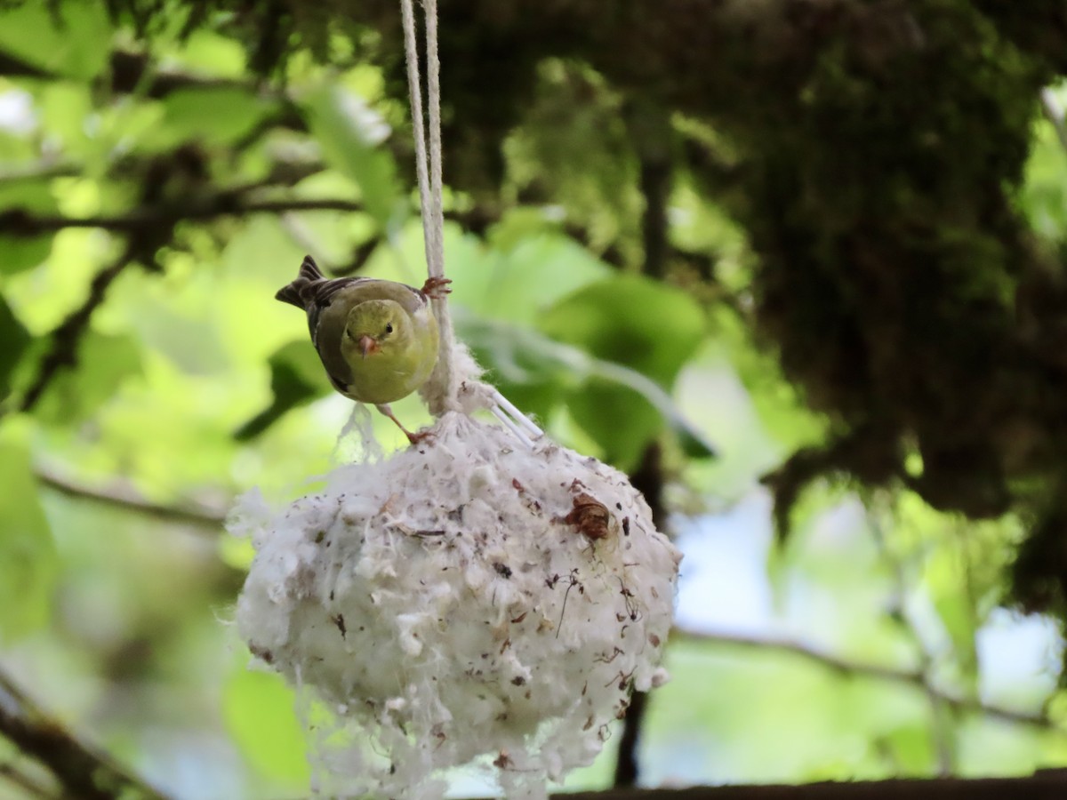 American Goldfinch - Heidi Powers-Armstrong