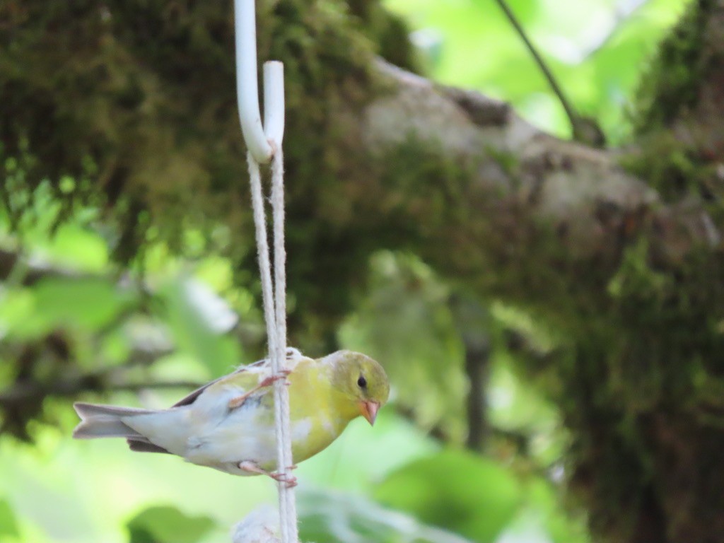 American Goldfinch - Heidi Powers-Armstrong