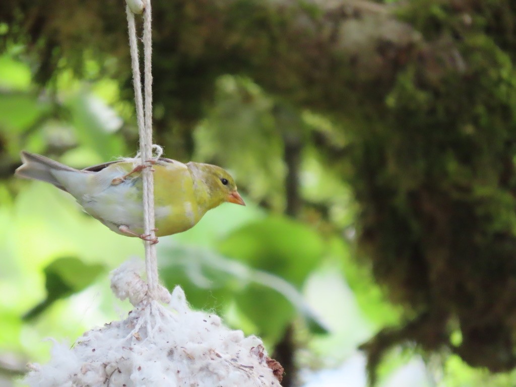 American Goldfinch - Heidi Powers-Armstrong