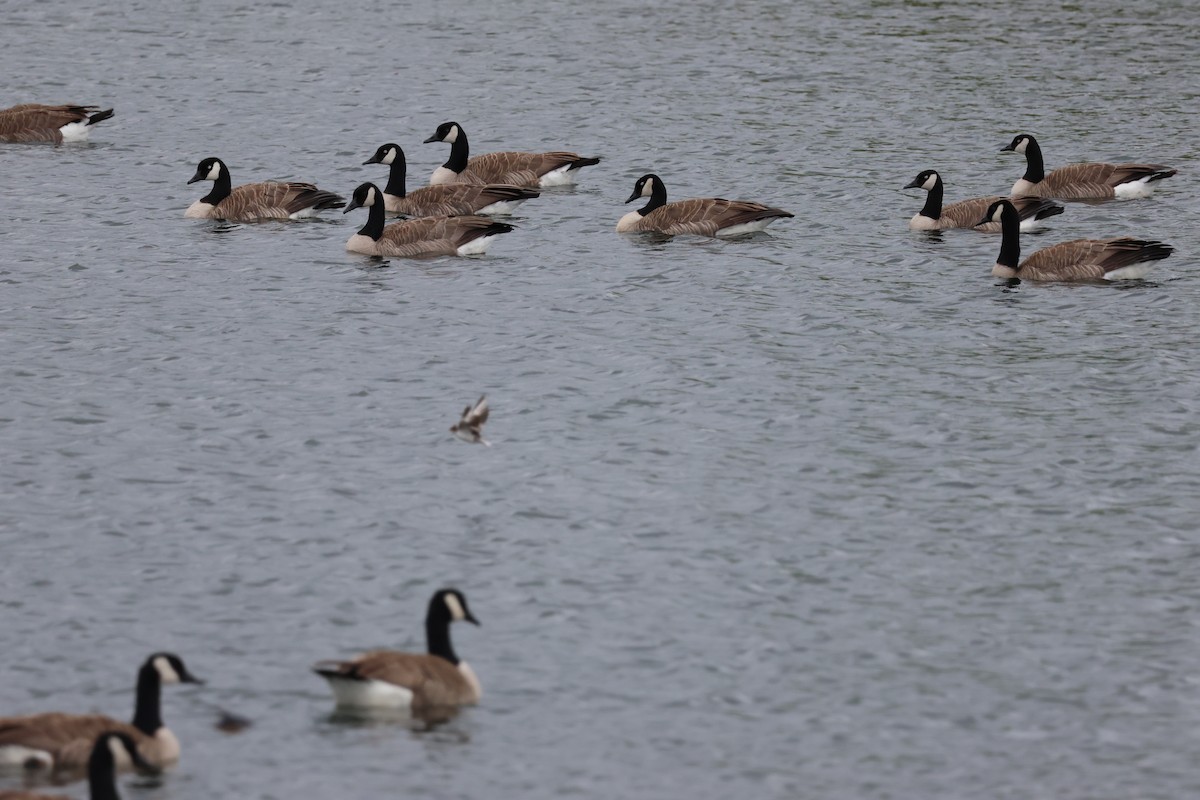 Canada Goose - Jody  Wells