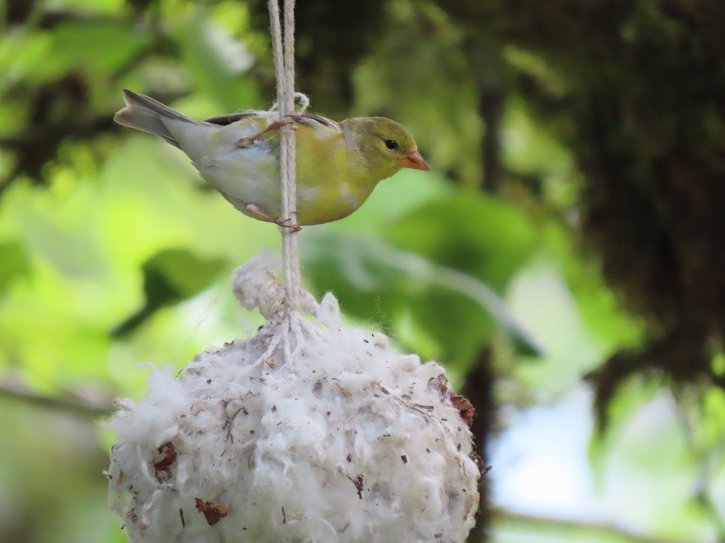 American Goldfinch - Heidi Powers-Armstrong