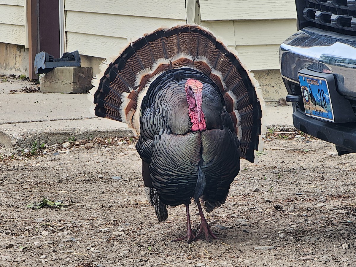 Wild Turkey - Dylan Scherer