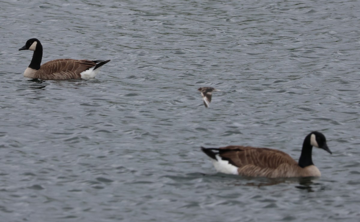 Canada Goose - Jody  Wells