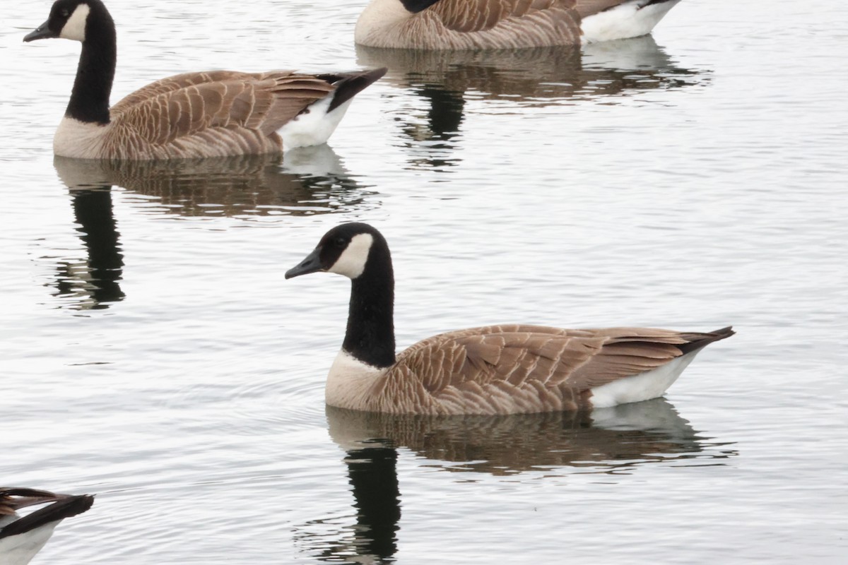 Canada Goose - Jody  Wells