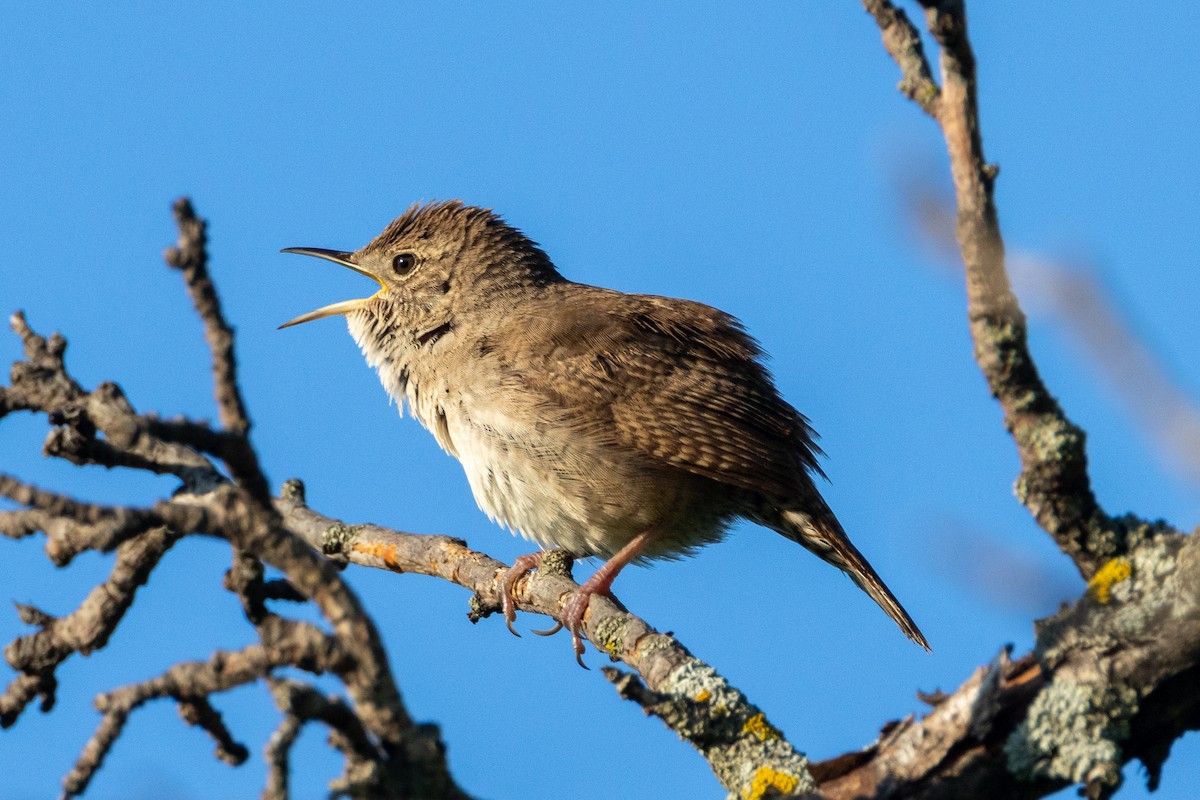 House Wren - KIRK BELLER