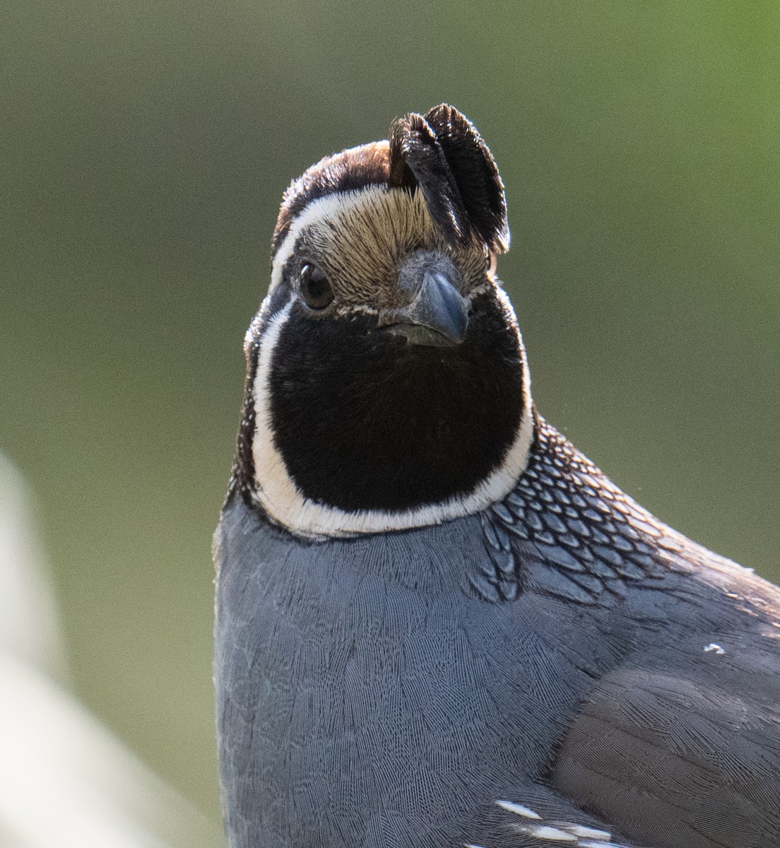 California Quail - Colin McGregor