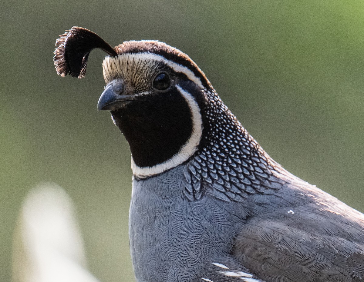 California Quail - Colin McGregor