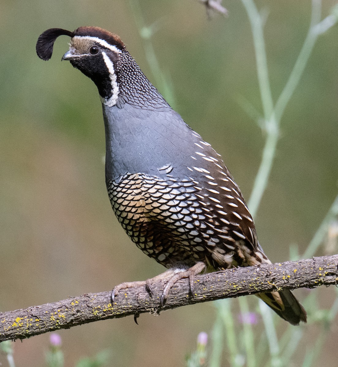 California Quail - Colin McGregor