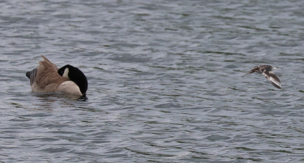 Canada Goose - Jody  Wells