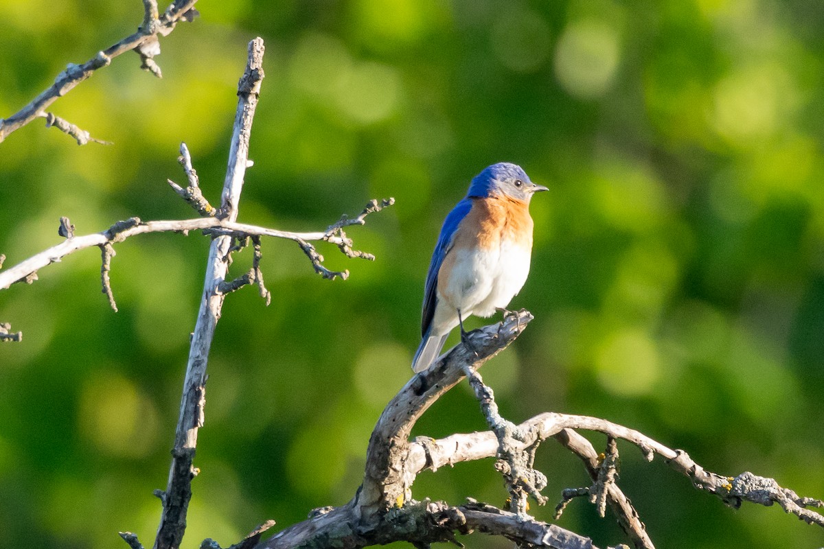 Eastern Bluebird - KIRK BELLER