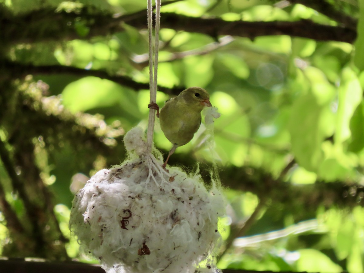 American Goldfinch - Heidi Powers-Armstrong