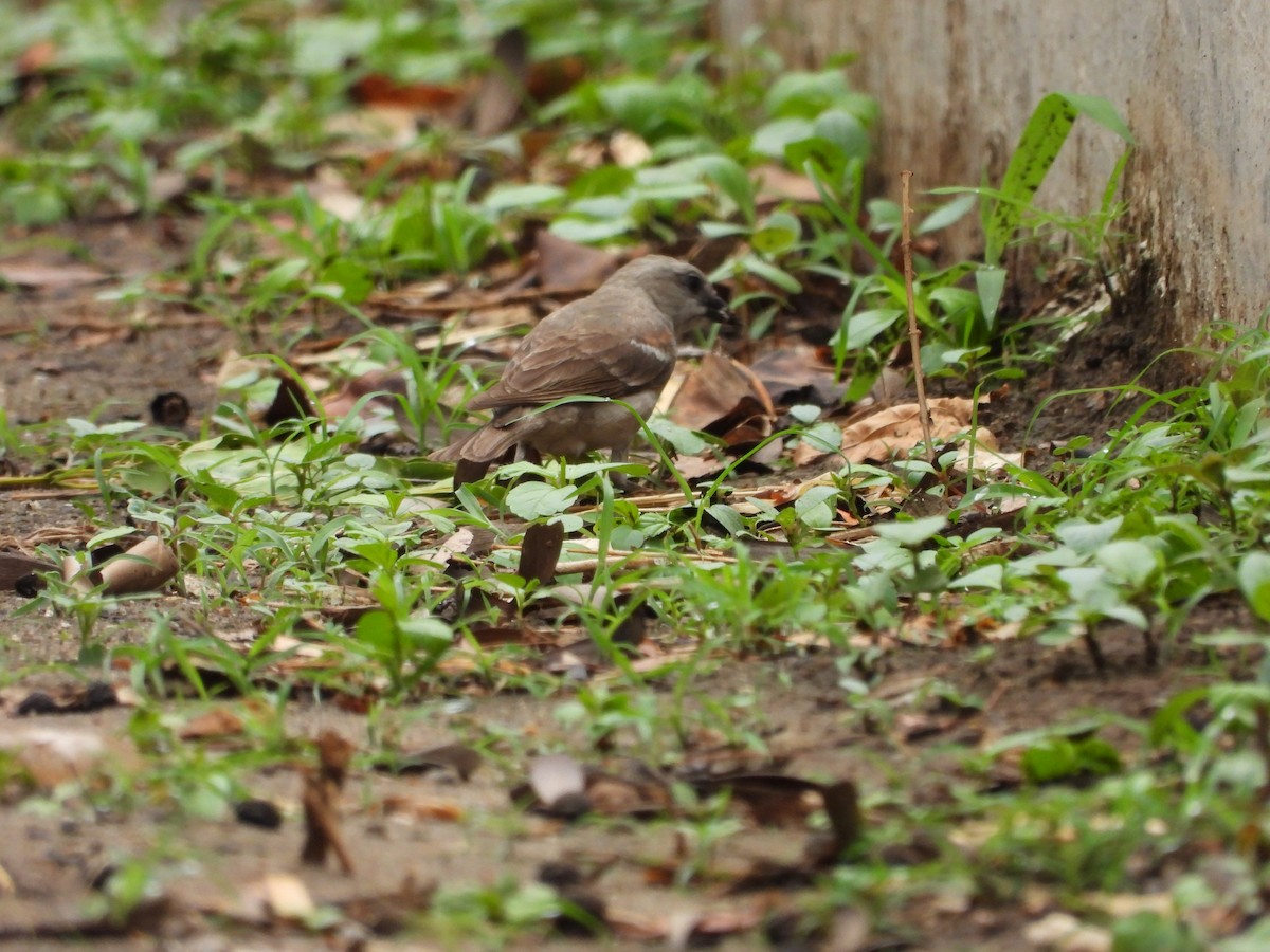 Yellow-throated Sparrow - SRINIVASAN M VASAN