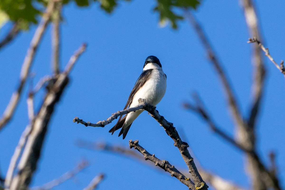 Tree Swallow - KIRK BELLER